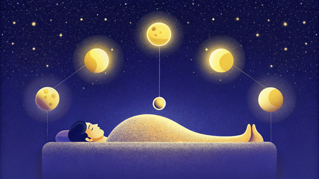 les phases de sommeil